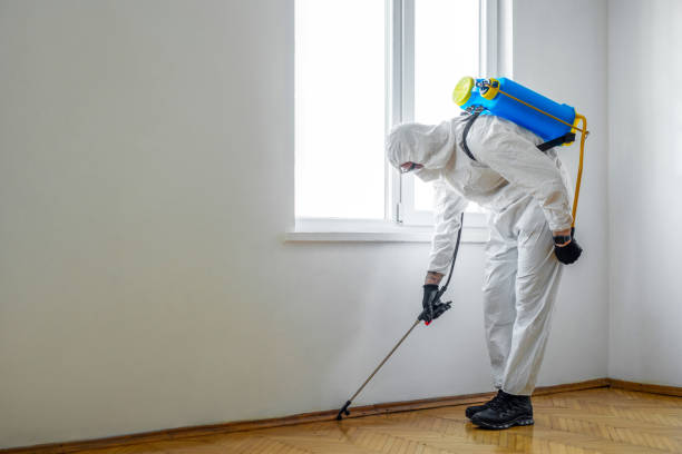 Best Flea Control Services  in Lifornia City, CA