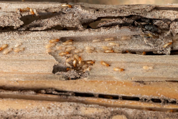 Best Best Pest Control Companies  in Lifornia City, CA
